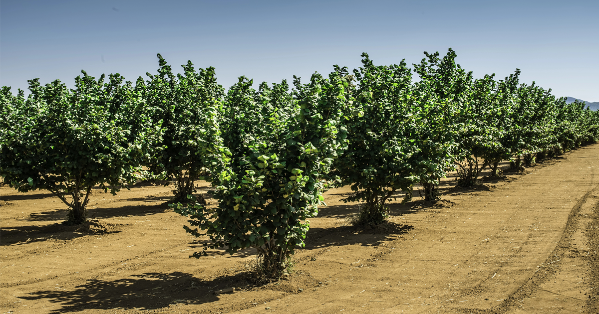 Cenere di Nocciolo: Un Tesoro del Camino
