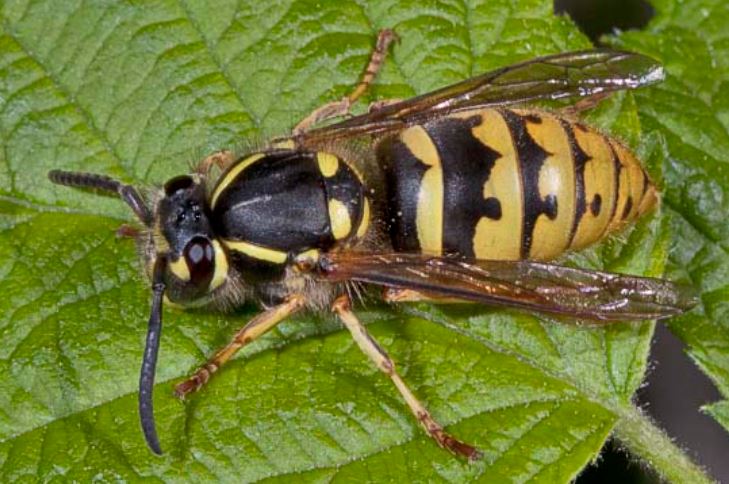 Vespula vulgaris - Vespa Comune