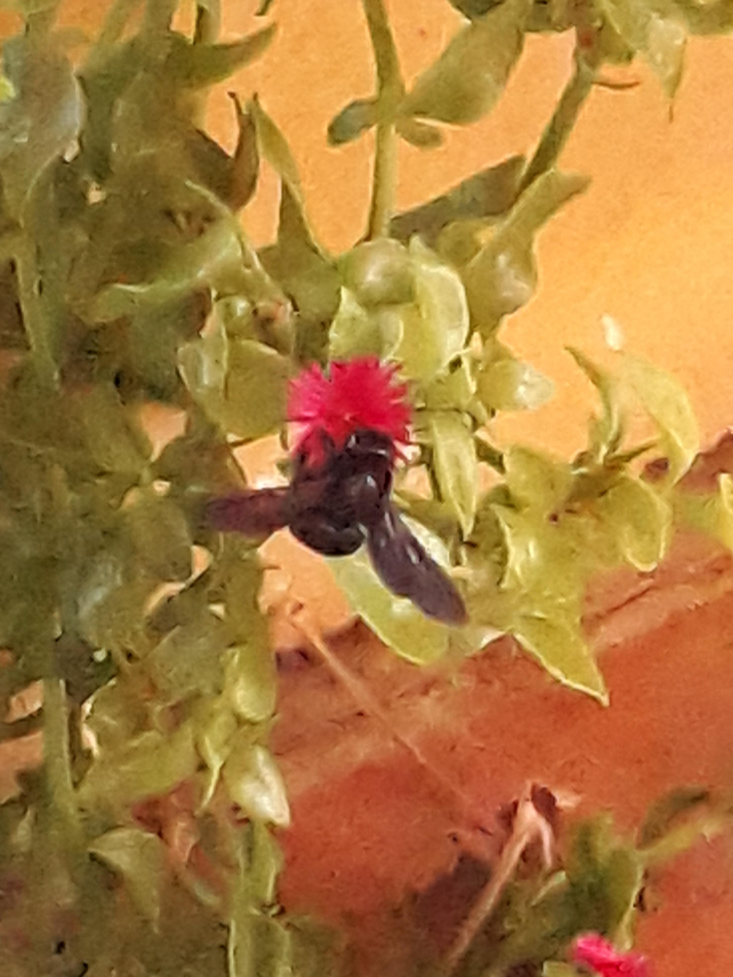 Xylocopa violacea - Ape carpentiere femmina