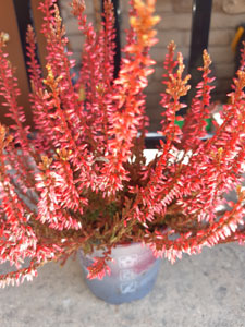 Calluna vulgaris - Varietà Picasso rosa