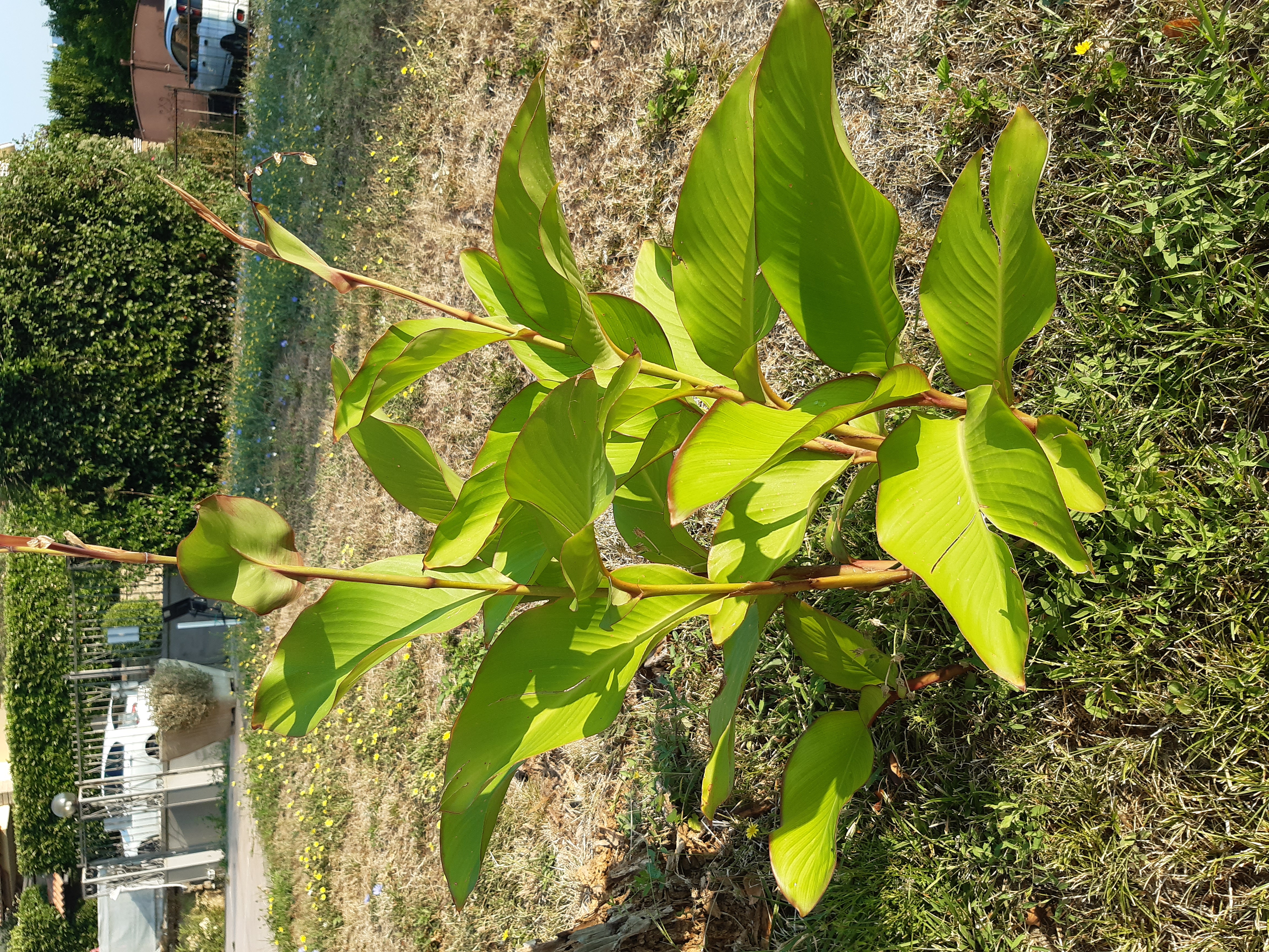 Canna indica - Esemplare giovane in giardino