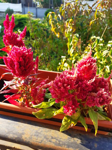 Celosia argentea var. cristata - Varietà multicolori