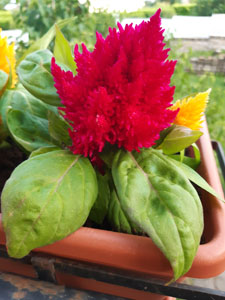 Celosia argentea var. cristata