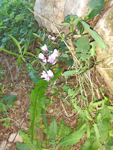 Cyclamen hederifolium - Fioritura tra rocce