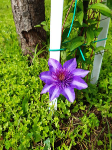 Clematis viticella dettaglio - Fiore viola
