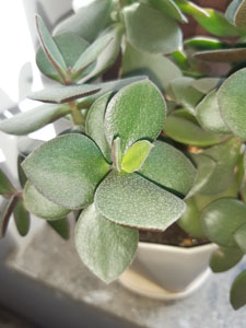 Crassula ovata - Dettaglio delle foglie carnose ovali