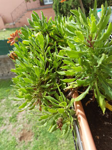 Dimorphotheca ecklonis - Portamento cespuglioso in vaso