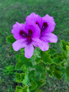 Pelargonium grandiflorum - Fiore