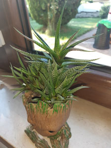 Haworthia attenuata - Portamento generale della pianta matura