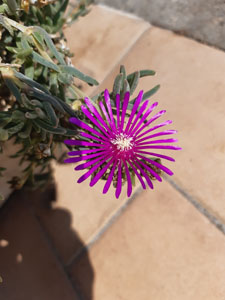 Lampranthus spectabilis - dettaglio del fiore
