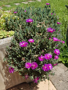 Lampranthus spectabilis