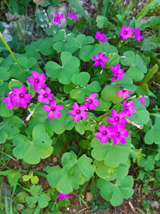 Oxalis articulata