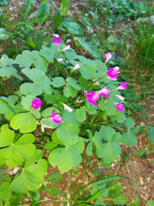 Portamento tappezzante dell'acetosella in giardino