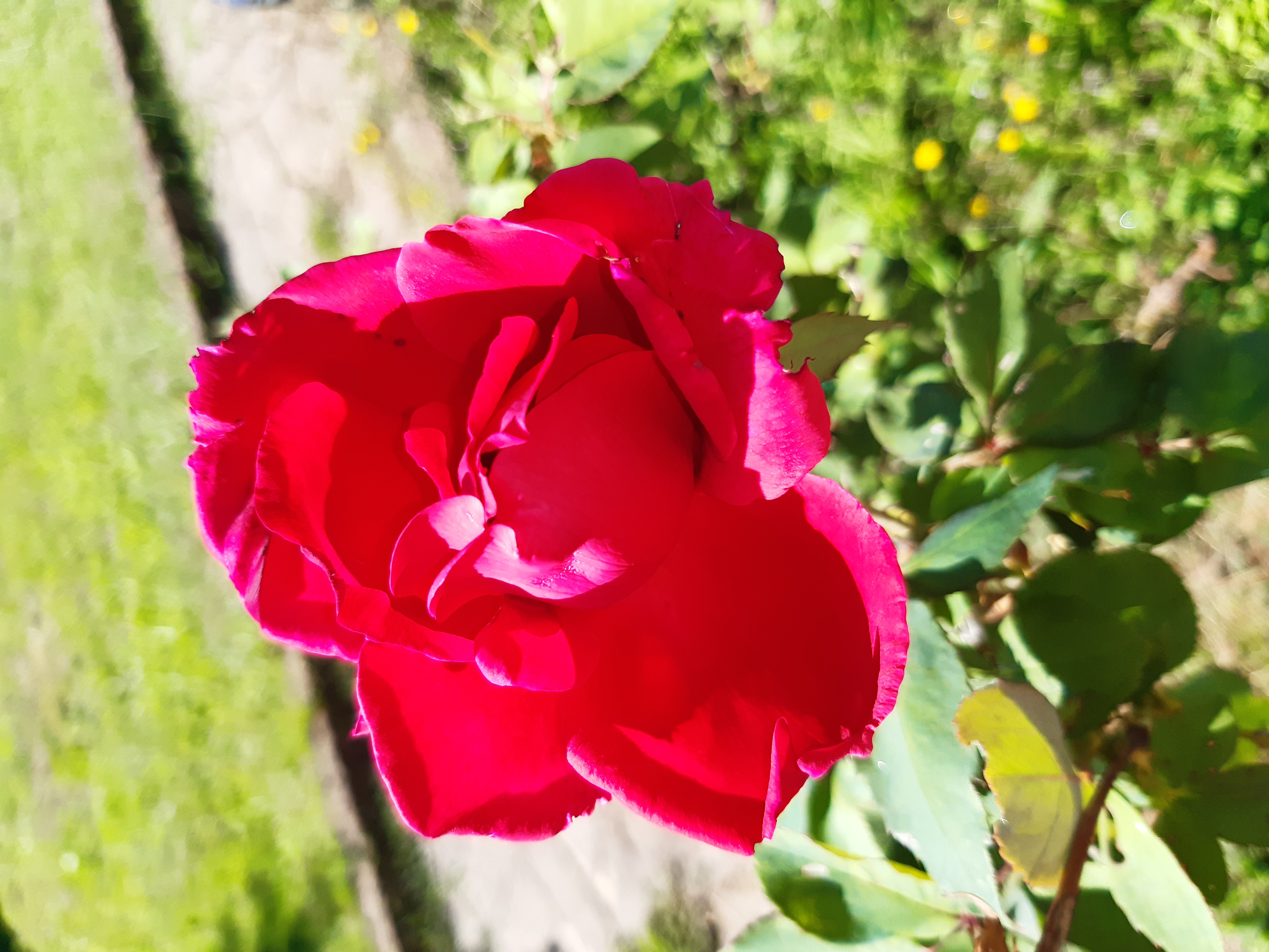 Rosa sarmentosa - Fiore autunnale