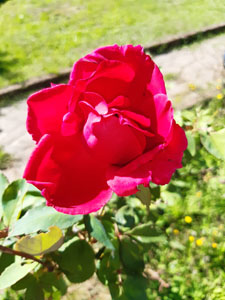 Rosa sp.
