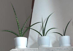 Sansevieria cylindrica - Gruppo di tre piante in diversi stadi di crescita