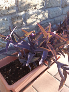 Tradescantia pallida - Dettaglio del fogliame violaceo