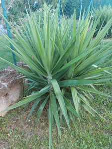 Yucca aloifolia - Cespuglio formato da multiple rosette