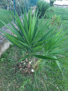 Yucca aloifolia - Tronchi multipli con cicatrici fogliari